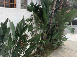 Bassam B.'s Bush Trimming service result