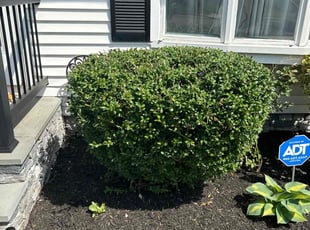 Meccah G.'s Bush Trimming service result