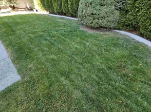 Nicholas T.'s lawn service service result