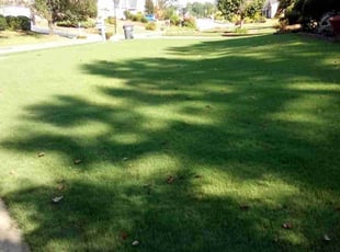 Carl B.'s grass cutting service result