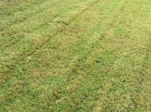 Scott B.'s lawn service service result