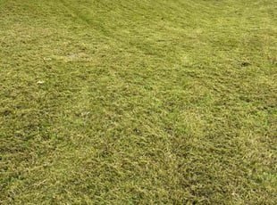 Michael G.'s lawn care service result