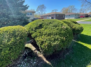 Jerry H.'s Bush Trimming service result