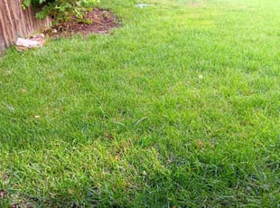 James Z.'s grass maintenance service result