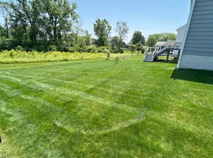 Lorenzo D.'s lawn care service result