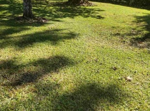 Julie T.'s grass maintenance service result