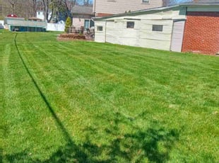 Paul H.'s Bush Trimming service result