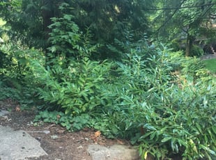 Carrie M.'s Bush Trimming service result