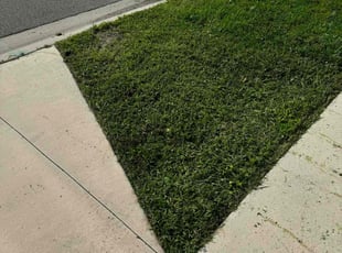 Sonja W.'s turf maintenance service result