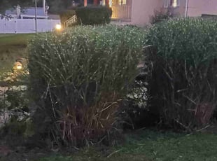 Daniel G.'s Bush Trimming service result