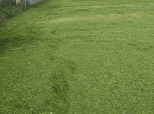 Leroy L.'s turf maintenance service result