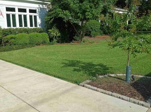 Michael H.'s lawn care service result