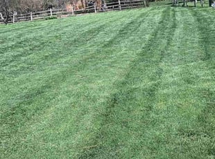 Linda J.'s turf care service result