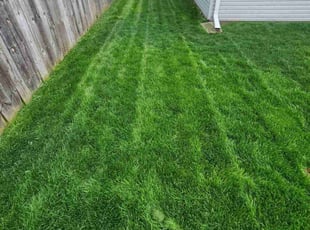 Zachary W.'s grass maintenance service result
