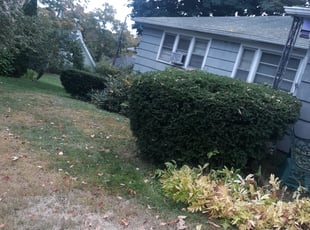 Mike B.'s Bush Trimming service result