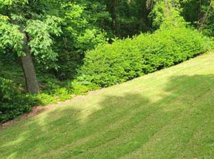 Samariah G.'s lawn service service result