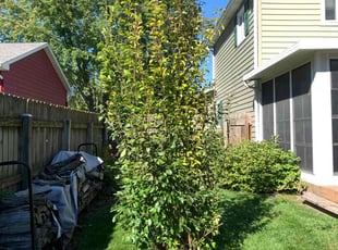 John T.'s Bush Trimming service result