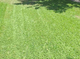 Eunice K.'s grass maintenance service result