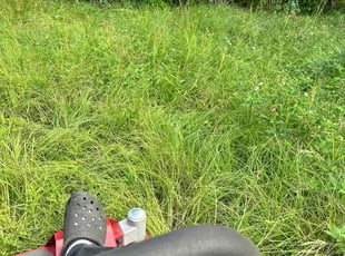 Romaine K.'s Long Grass Cleanup service result