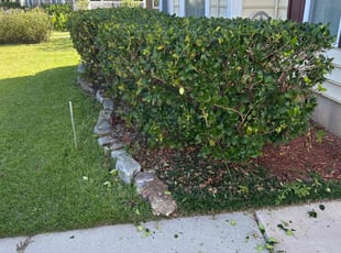 Kris K.'s Bush Trimming service result