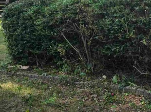 Richard R.'s Bush Trimming service result