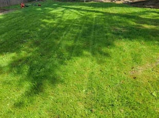 Dan R.'s lawn maintenance service result