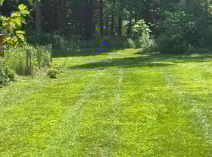 Michele M.'s turf care service result
