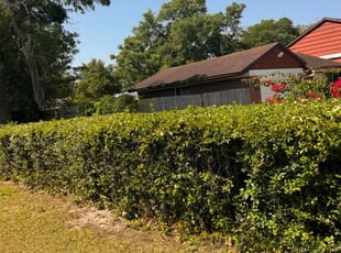 Gregory B.'s Bush Trimming service result