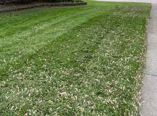 Celeste M.'s lawn care services service result
