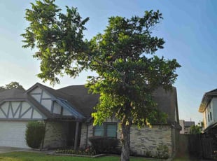 Stephen T.'s Tree Care service result