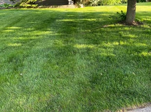 Joseph C.'s lawn maintenance service result