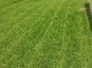 Colin T.'s grass maintenance service result