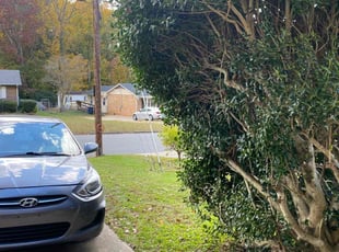 Carolyn B.'s Bush Trimming service result