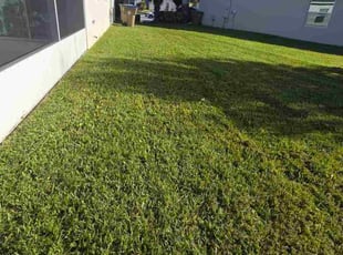 Jason K.'s turf care service result
