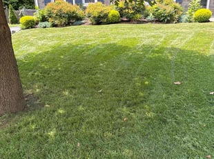 Tom B.'s turf care service result