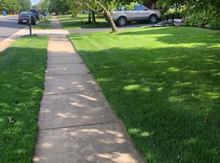 Sam Y.'s grass cutting service result
