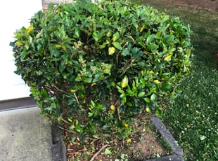 Carol V.'s Bush Trimming service result