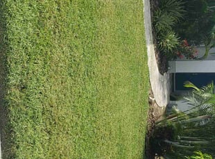 Rachael O.'s grass maintenance service result