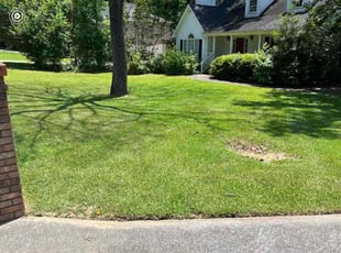 Frances D.'s grass cutting service result