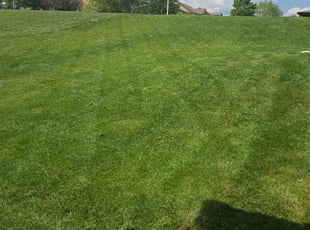 Nikki J.'s grass maintenance service result