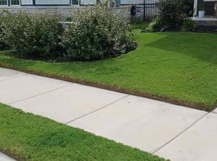 Aras K.'s grass cutting service result