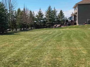 Kenny M.'s grass cutting service result