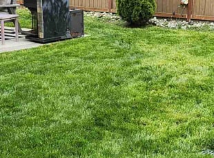 Tiffini B.'s grass maintenance service result