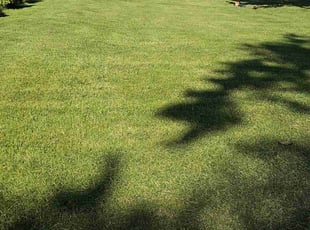 Theresa B.'s lawn care service result
