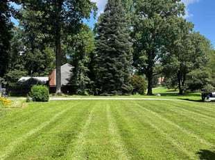 Sandi D.'s grass maintenance service result
