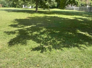 Kevin S.'s yard service service result