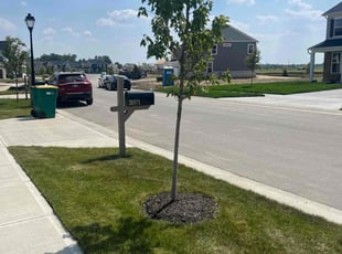 Victoria M.'s grass cutting service result