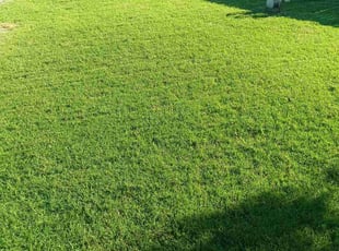 Clint T.'s grass maintenance service result