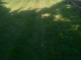 Bryan H.'s lawn care services service result
