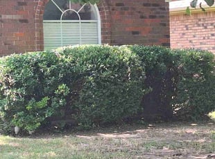 Michael G.'s Bush Trimming service result